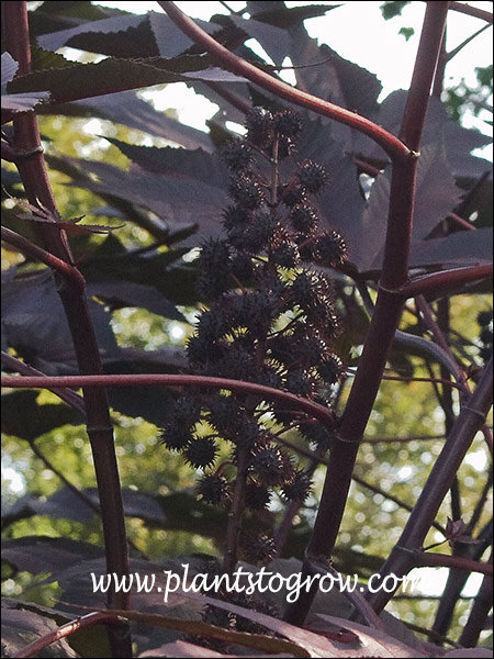 spiky seed pods